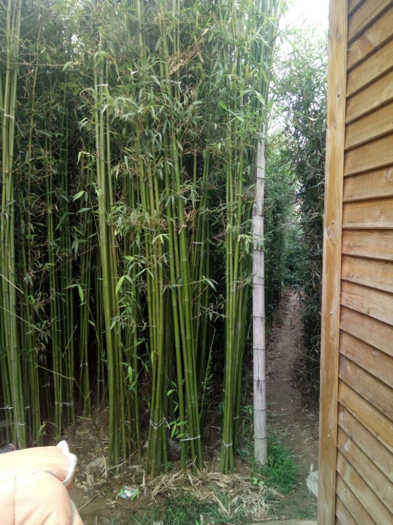 竹子19~20m
