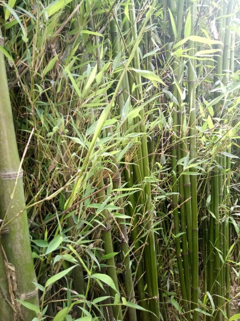 竹子19~20m