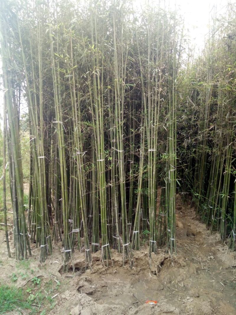 竹子19~20m