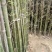 竹子19~20m
