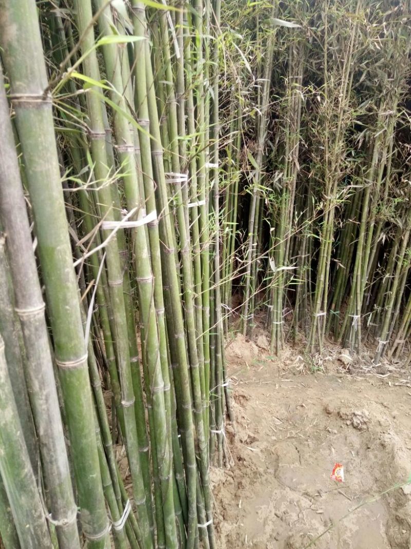 竹子19~20m