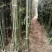 竹子19~20m