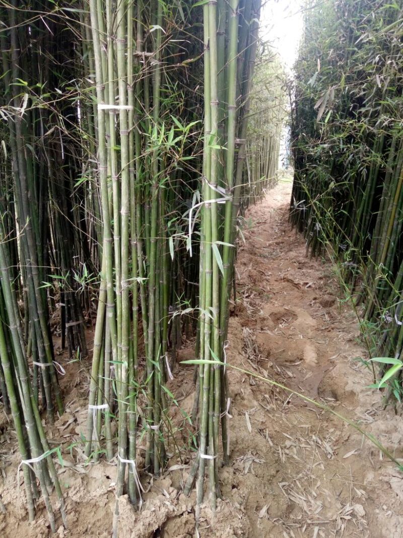 竹子19~20m
