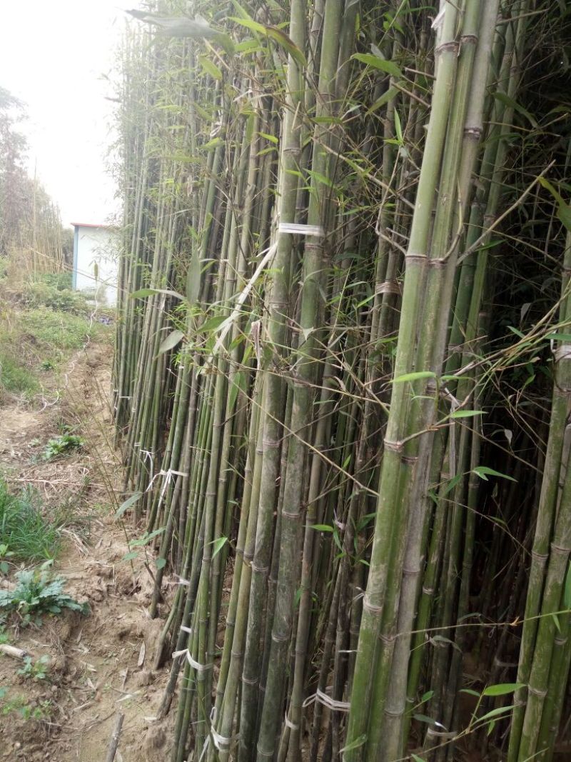 竹子19~20m