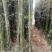 竹子19~20m
