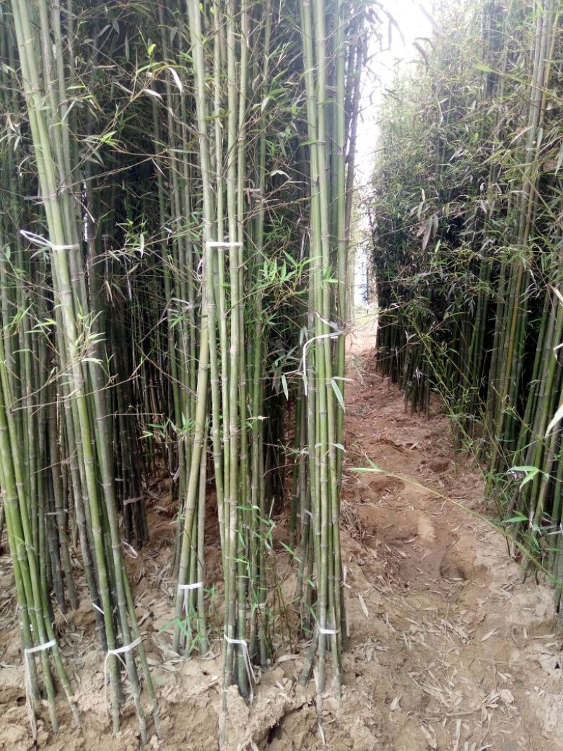 竹子19~20m