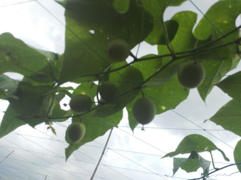 药用罗汉果青皮罗汉果大果