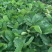 白雪公主种植基地草莓苗现挖现卖根系好保品种量大从优