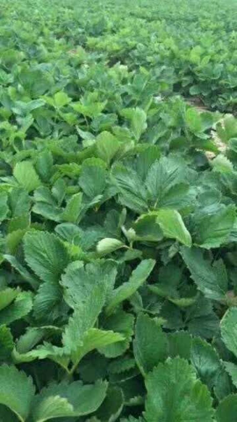 白雪公主种植基地草莓苗现挖现卖根系好保品种量大从优