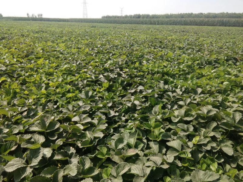 白雪公主种植基地草莓苗现挖现卖根系好保品种量大从优