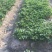 白雪公主种植基地草莓苗现挖现卖根系好保品种量大从优