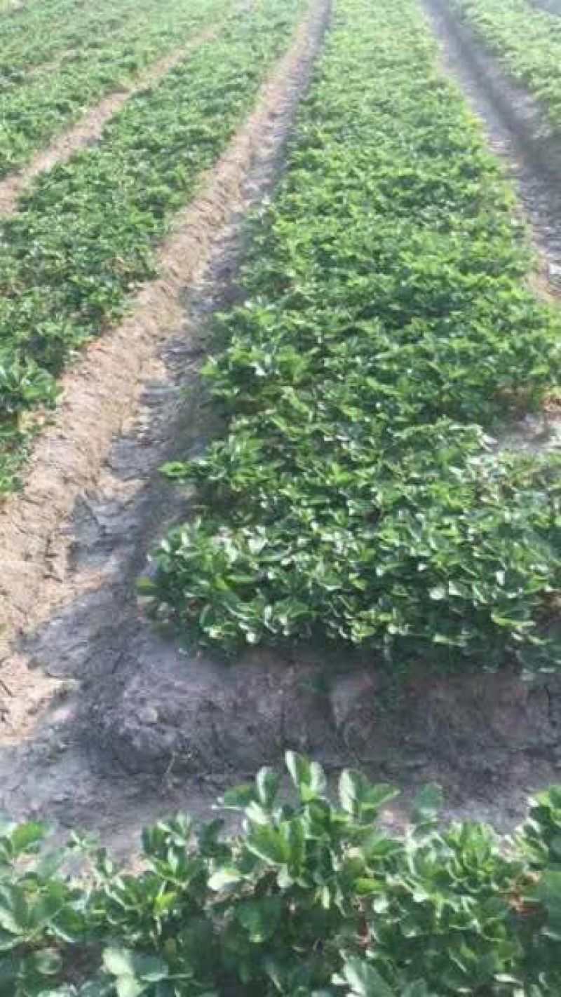 白雪公主种植基地草莓苗现挖现卖根系好保品种量大从优
