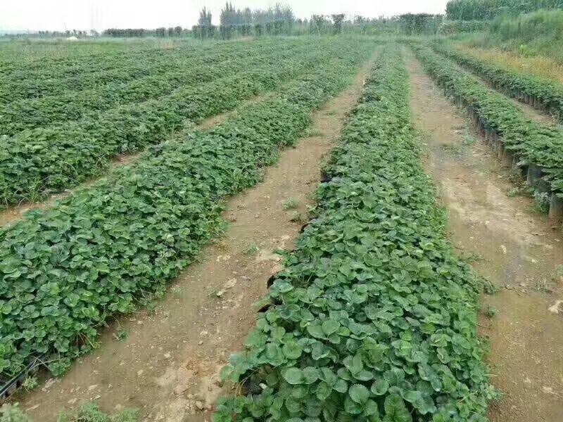 白雪公主种植基地草莓苗现挖现卖根系好保品种量大从优