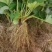 白雪公主种植基地草莓苗现挖现卖根系好保品种量大从优