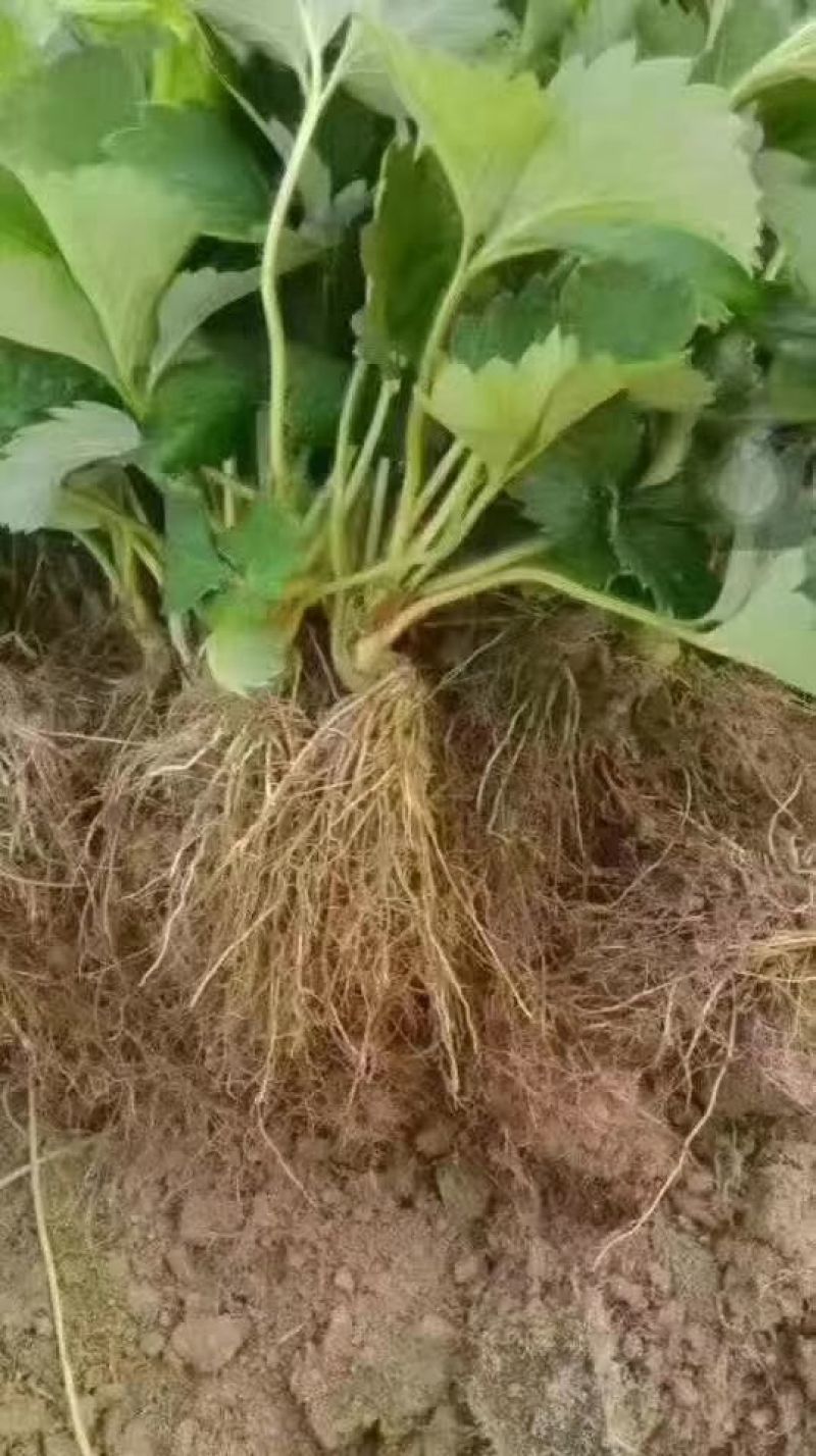 白雪公主种植基地草莓苗现挖现卖根系好保品种量大从优