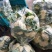 松花菜质量保证大量上市基地直发一手货源协助