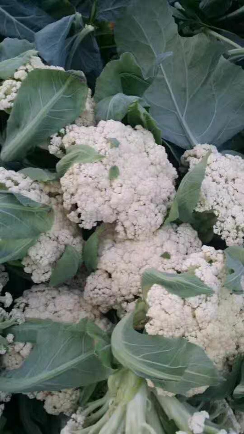 松花菜质量保证大量上市基地直发一手货源协助