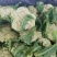 松花菜质量保证大量上市基地直发一手货源协助