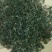 【有好货】富硒茶高原云雾茶250g/袋包邮