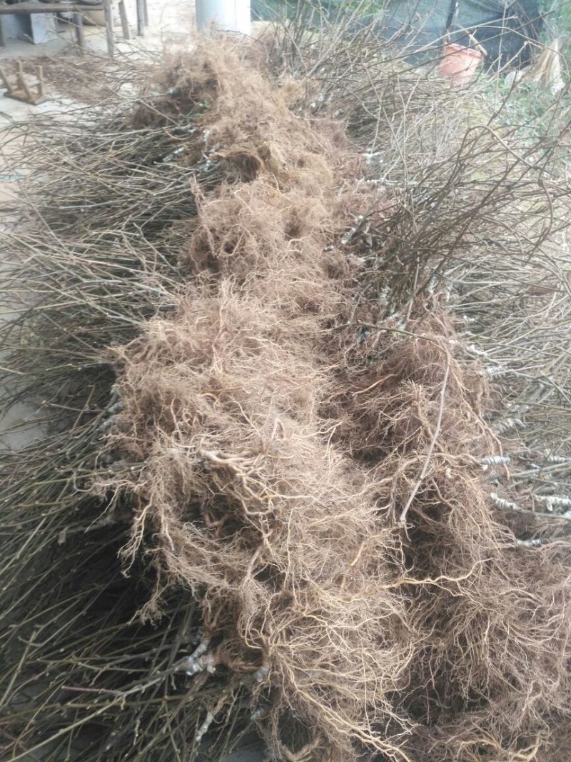 翠香猕猴桃苗嫁接苗提供资料可考查包邮