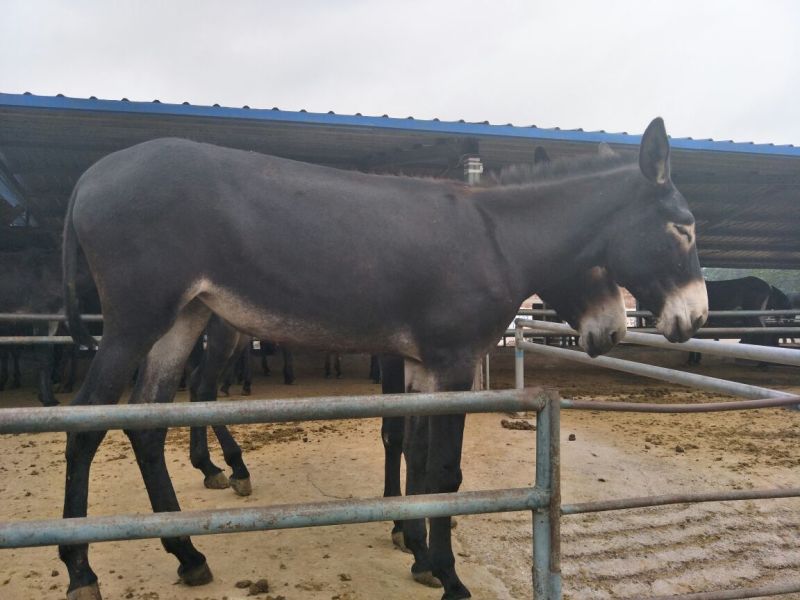 肉驴100~200斤
