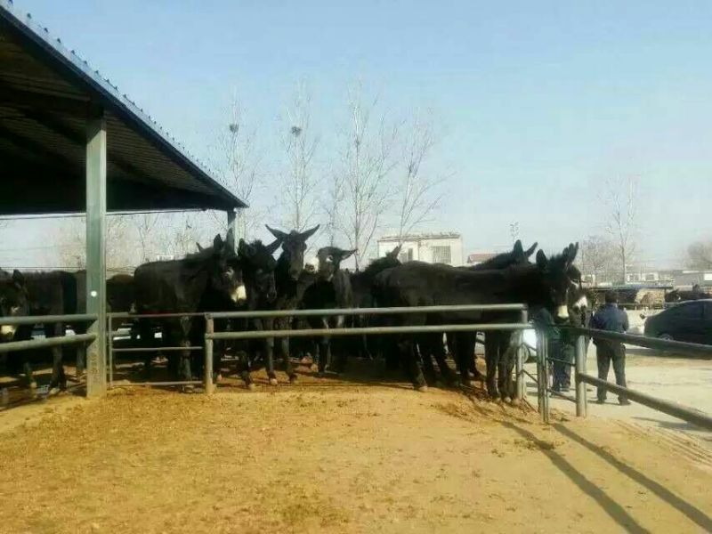 肉驴100~200斤