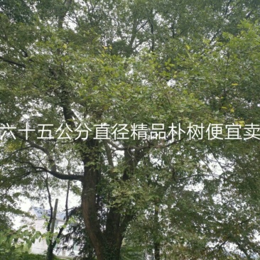朴树50~80cm20cm以上