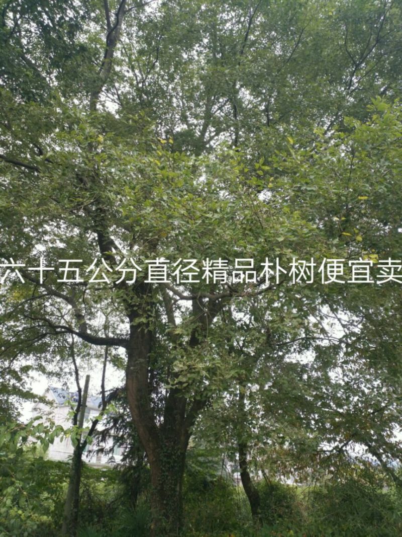 朴树50~80cm20cm以上