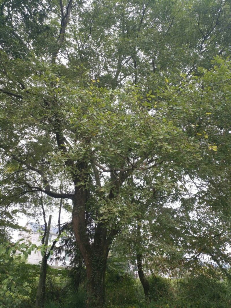 朴树50~80cm20cm以上