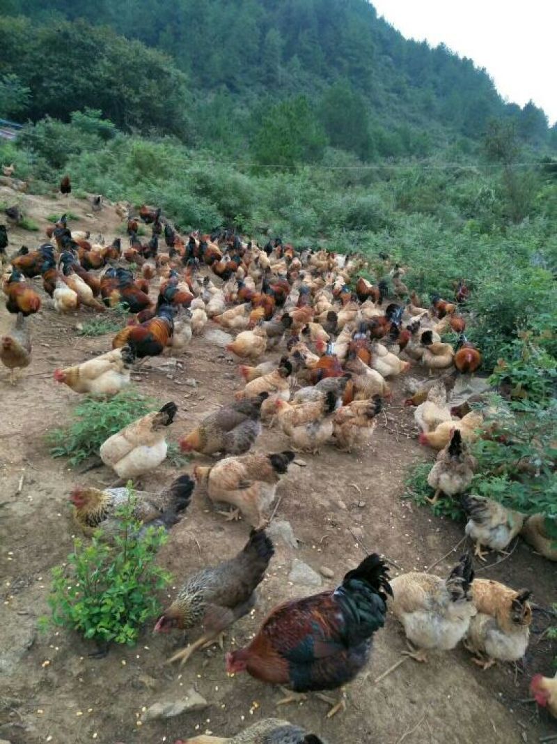 走地鸡6~7斤散养土鸡