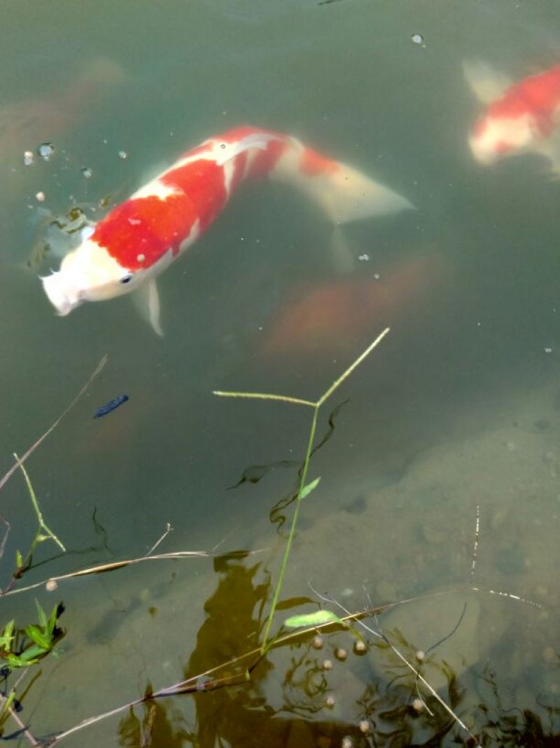 锦鲤饲料1~2公斤