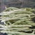 河北顺平白条豆角15厘米以上