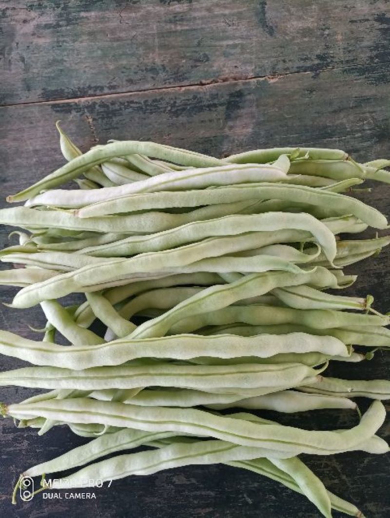 河北顺平白条豆角15厘米以上
