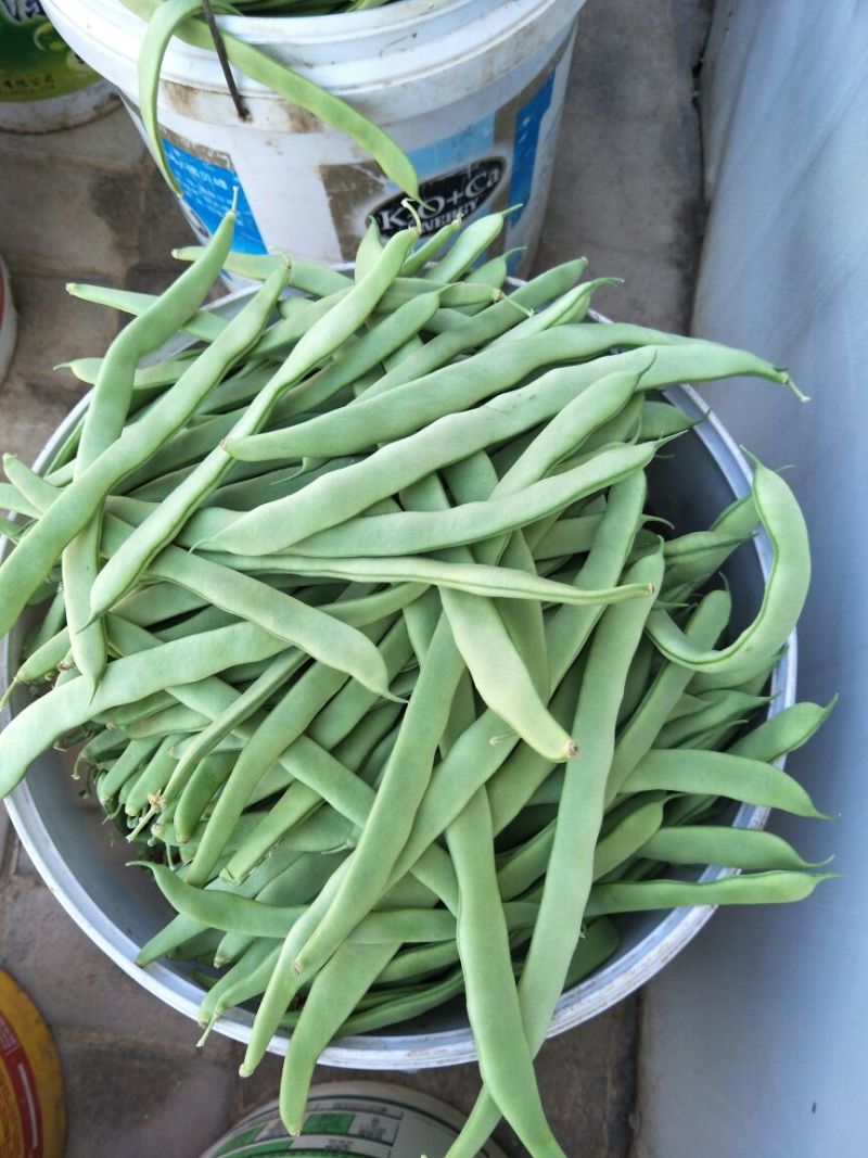 白豆角15厘米以上大量供应基地直发对接全国市场