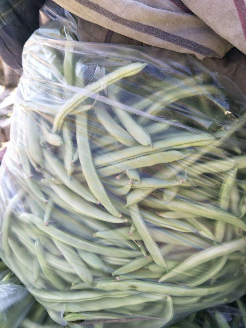 白豆角15厘米以上大量供应基地直发对接全国市场