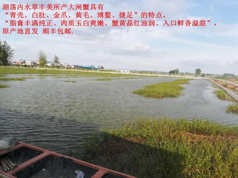 孟加拉蟹兴化大闸蟹
