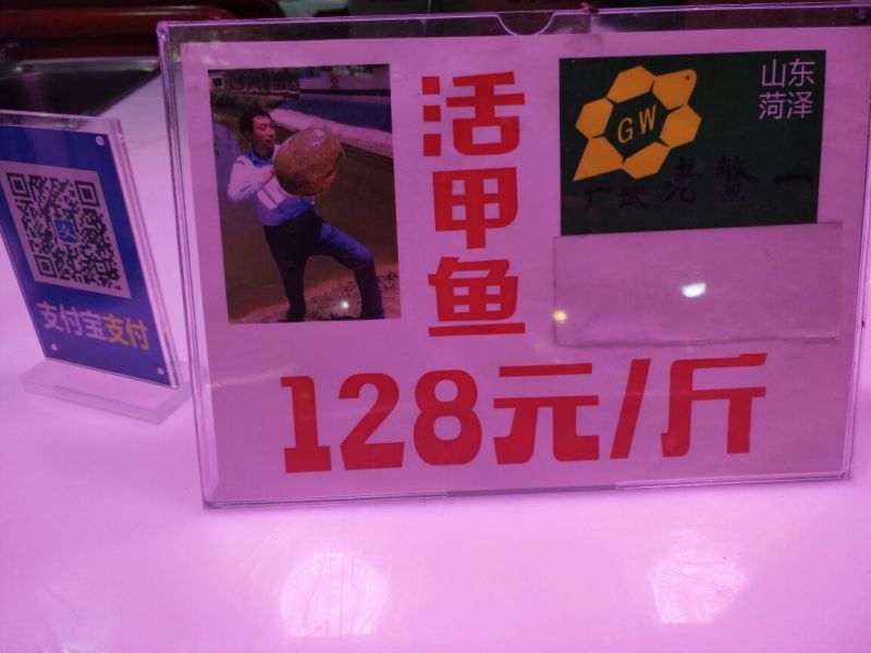 生态甲鱼2~2.5斤