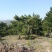 造型松14公分