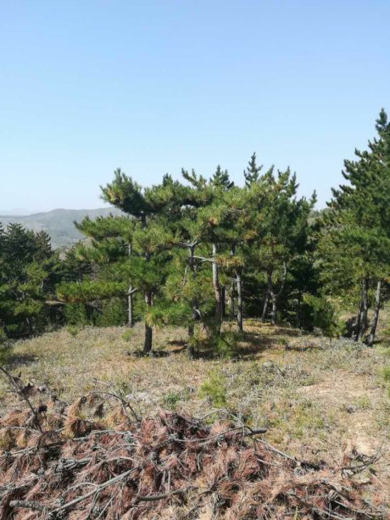 造型松14公分