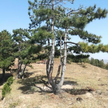 造型松14公分