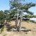 造型松14公分