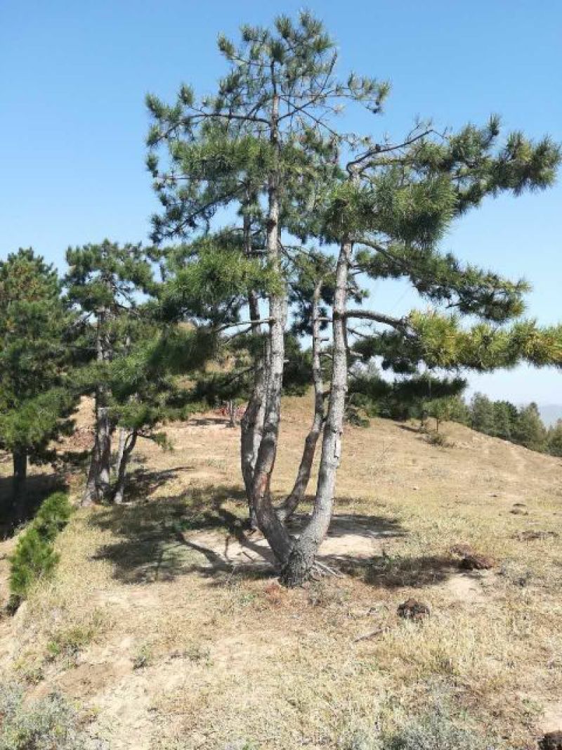 造型松14公分