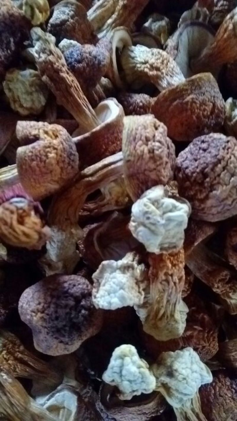 云南姬松茸巴西菇（云南土特产）一级