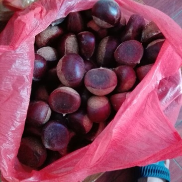 板栗炒栗种特选
