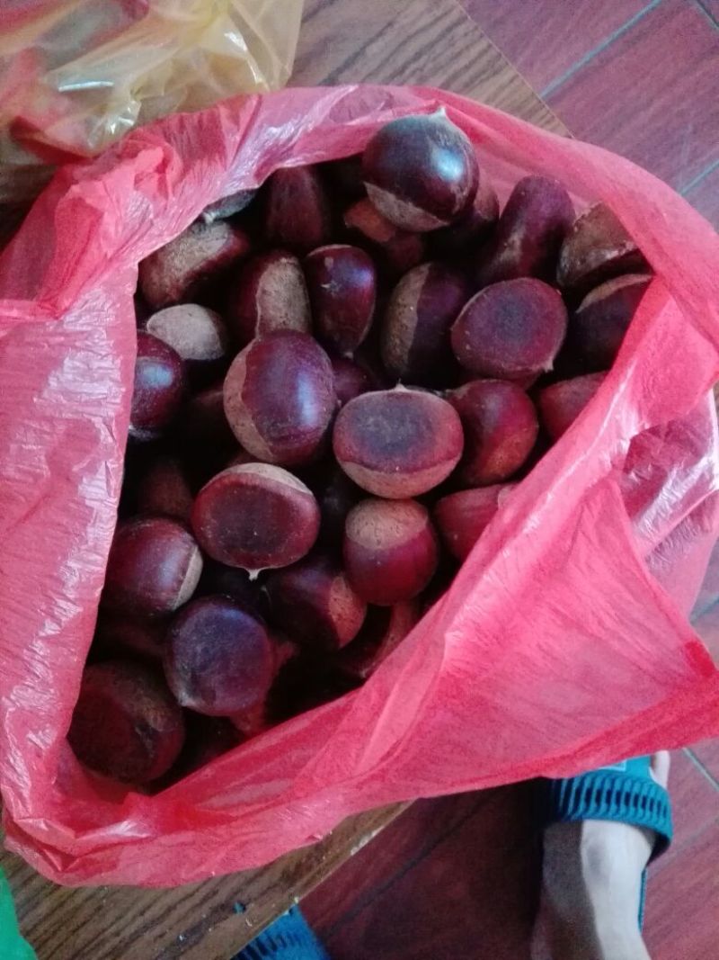 板栗炒栗种特选