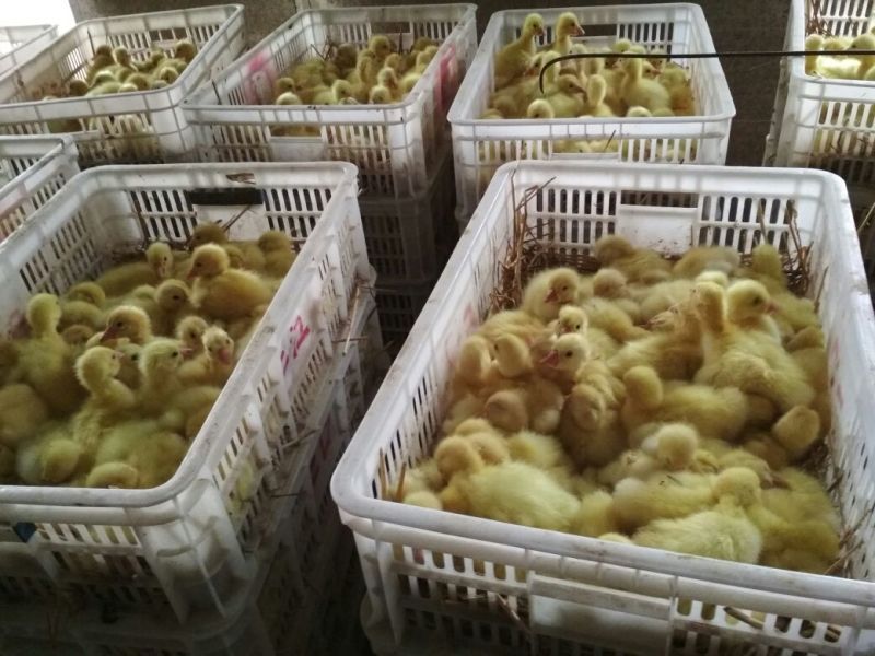 鹅苗白鹅苗小鹅苗大品种