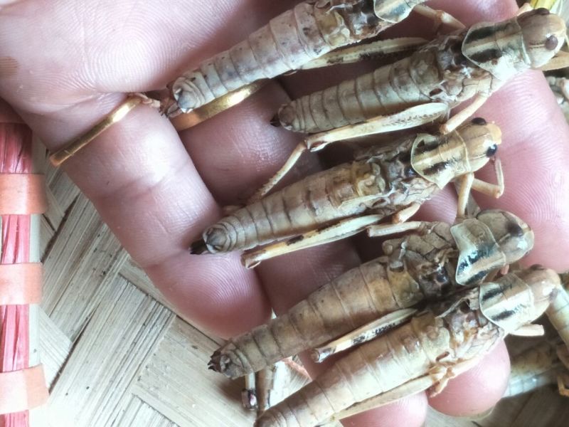 东亚飞蝗食用