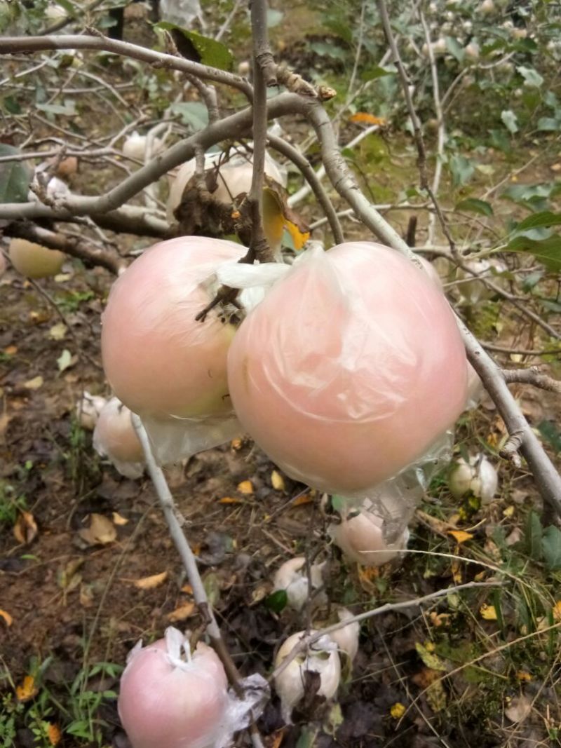 红富士苹果75mm以上膜袋