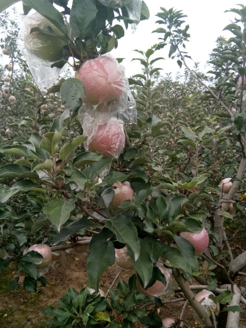 红富士苹果75mm以上膜袋