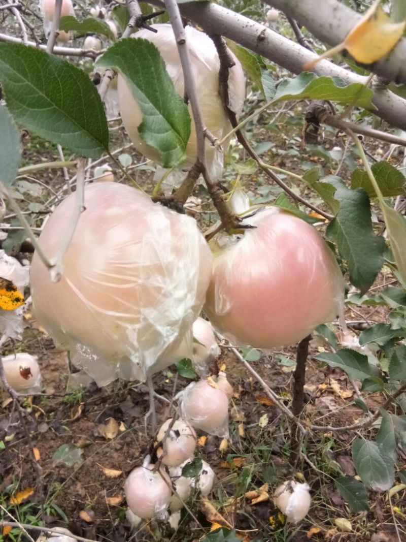 红富士苹果75mm以上膜袋
